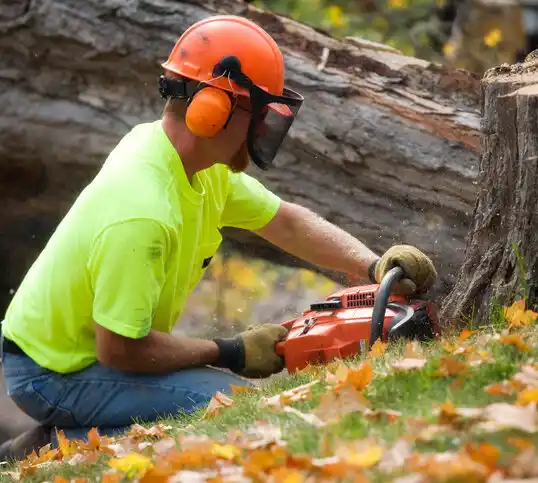 tree services Stony Prairie